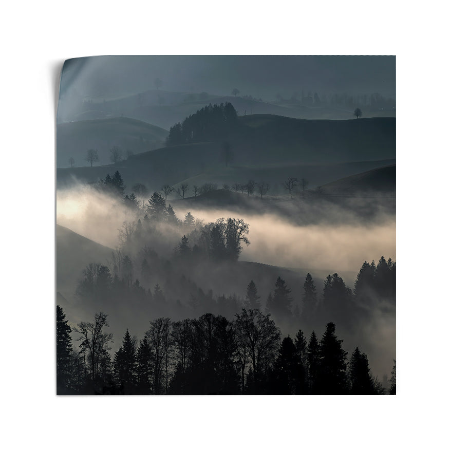 Árboles y Neblina
