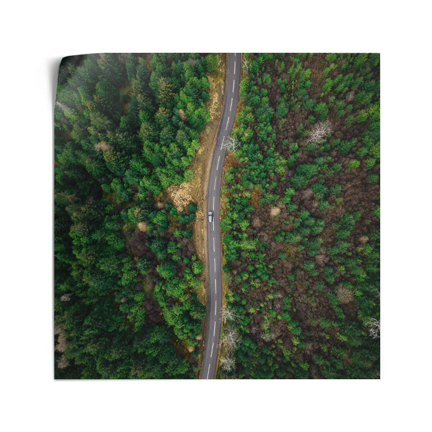 Carretera en el Bosque